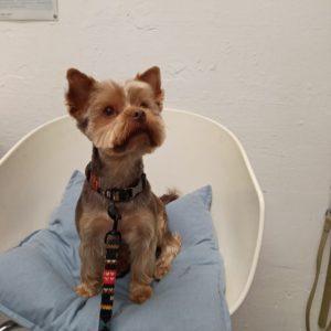 Péče o nového psího kamaráda